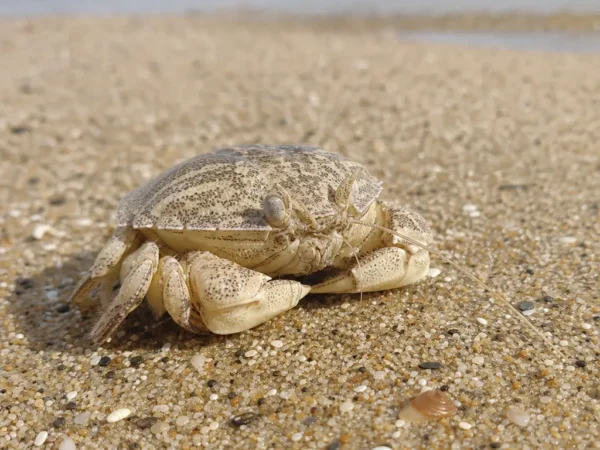Krab piaskowy pacyficzny - Emerita analoga - krab piaskowy