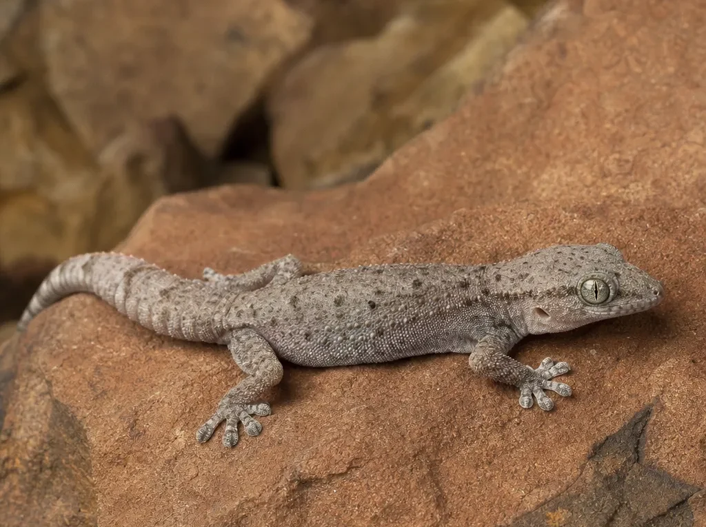 Gekon etiopski – Hemidactylus robustus