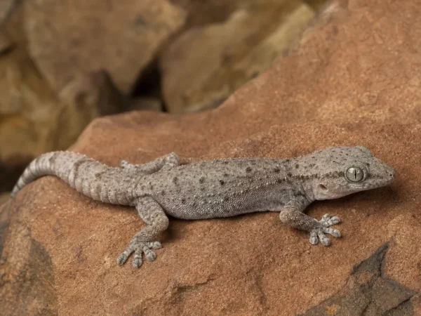 Gekon etiopski – Hemidactylus robustus