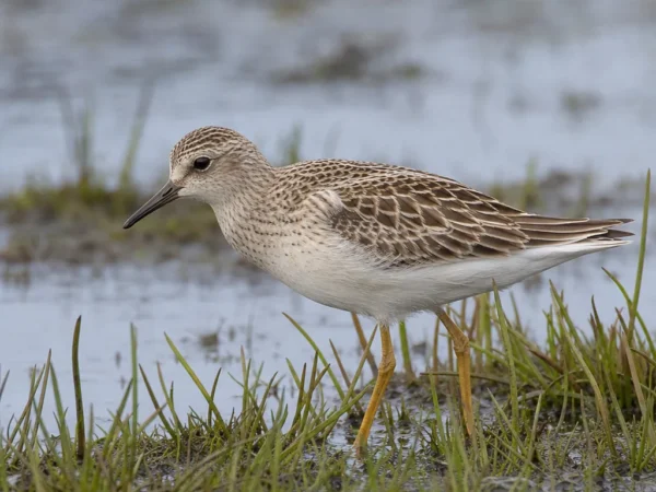 Batalionik – Calidris pugnax (forma młodociana)