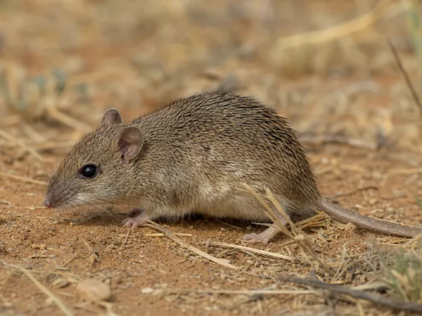 Mysz ciernista – Acomys cahirinus