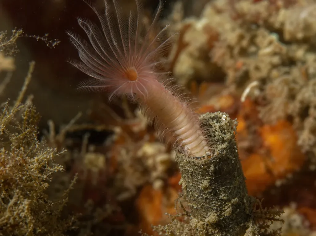 Hyalinoecia tubicola - Hyalinoecia tubicola - wieloszczet