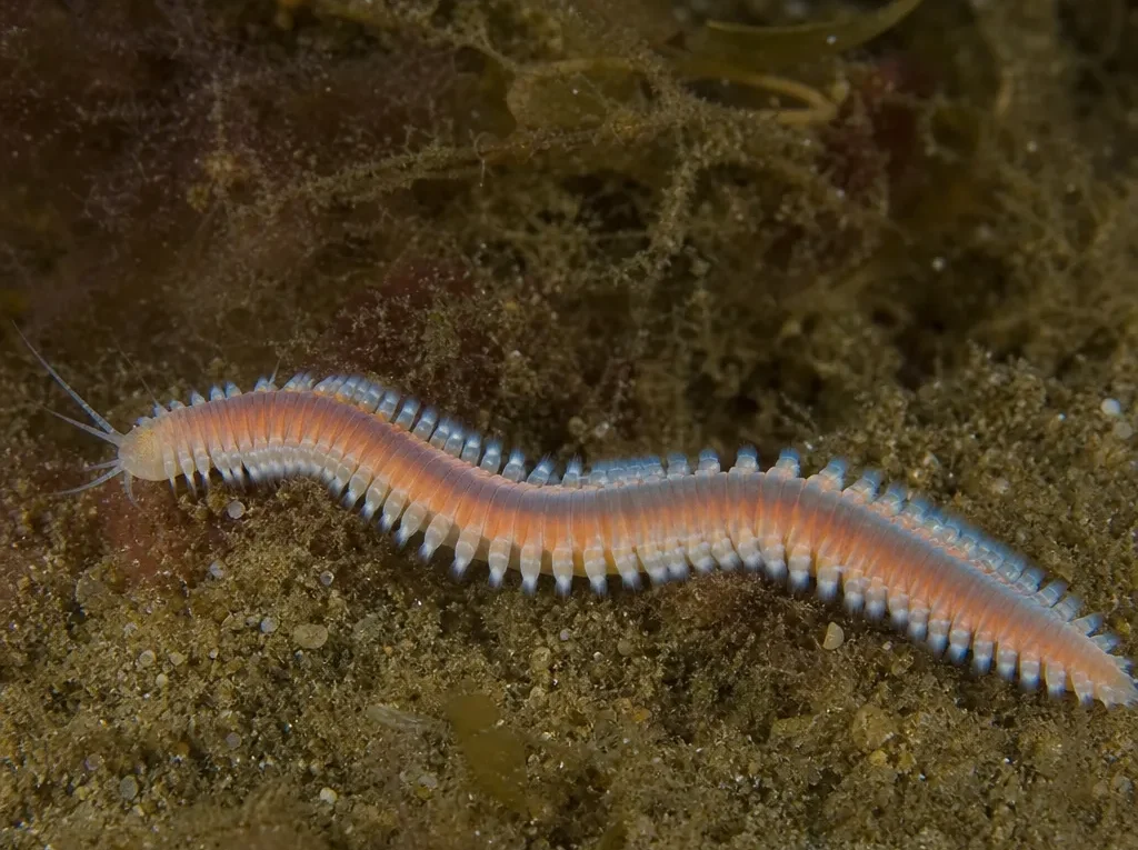 Lumbrineris fragilis - Lumbrineris fragilis - wieloszczet