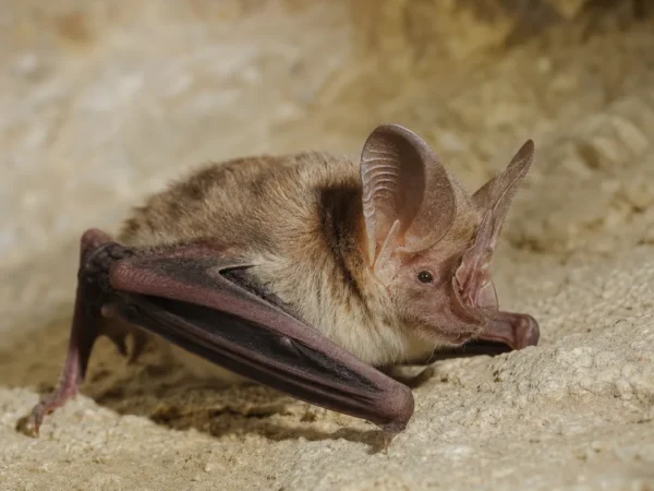 Mysz długonosa – Rhinolophus ferrumequinum
