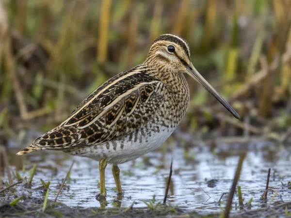 Bekas krótkodzioby – Gallinago gallinago