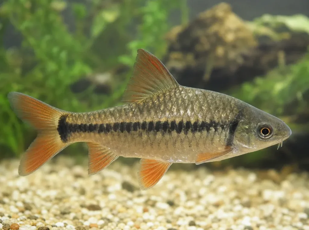 Barbus meridionalis