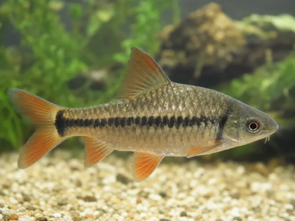 Barbus meridionalis