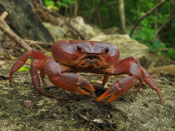 Krab czerwonawy Wyspy Bożego Narodzenia - Gecarcoidea natalis - krab lądowy