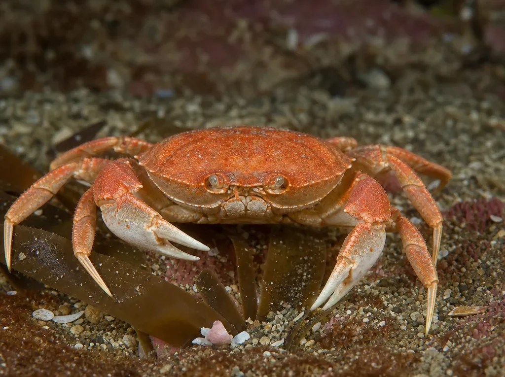 Krab pomidorowy – Ranina ranina