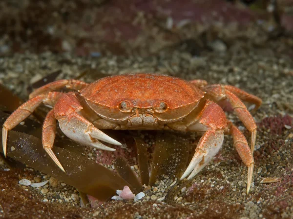 Krab pomidorowy – Ranina ranina