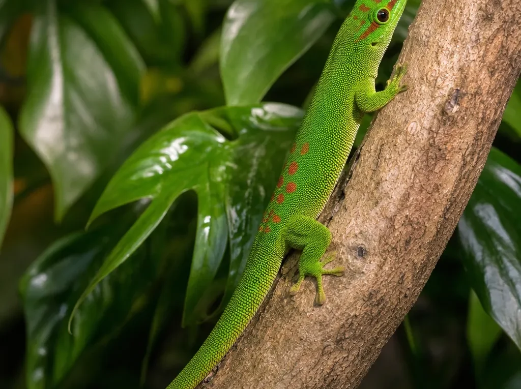 Gekon zielony smukły – Phelsuma gracilis