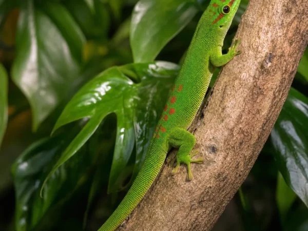 Gekon zielony smukły – Phelsuma gracilis