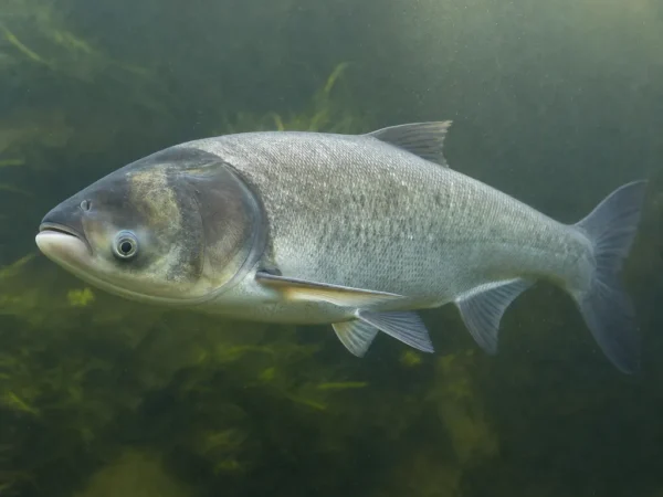Tołpyga biała - Hypophthalmichthys molitrix