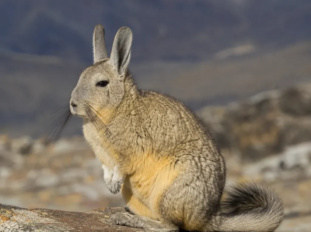 Wizcacha górska – Lagidium viscacia