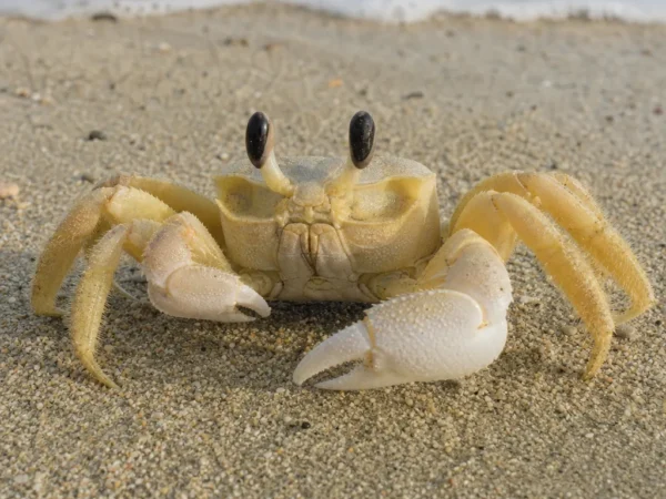 Krab plażowy Ocypode – Ocypode spp.