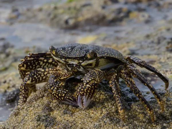 Krab marmurkowy - Pachygrapsus marmoratus - krab