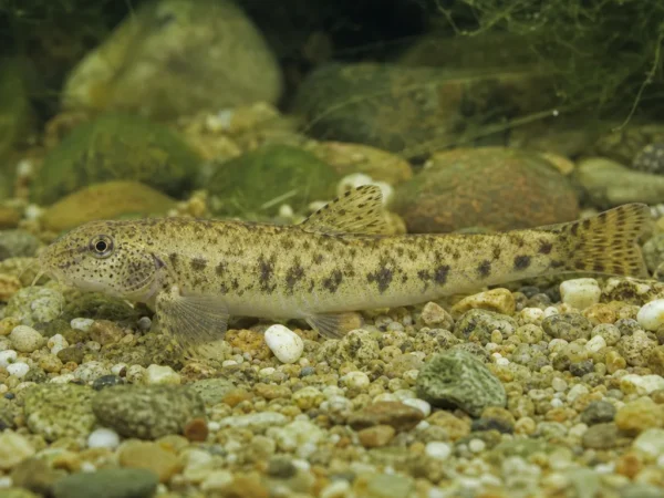 Gobio maeandricus