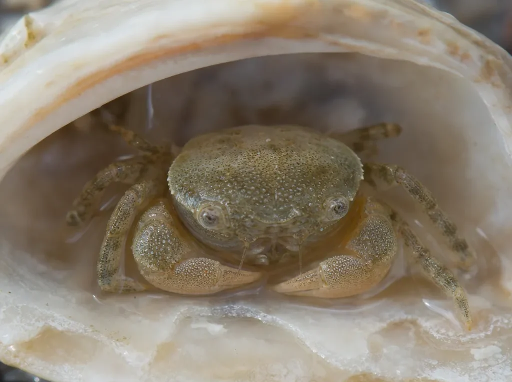 Krab grochowy - Pinnotheres pisum - krab