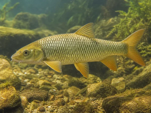 Luciobarbus xanthopterus