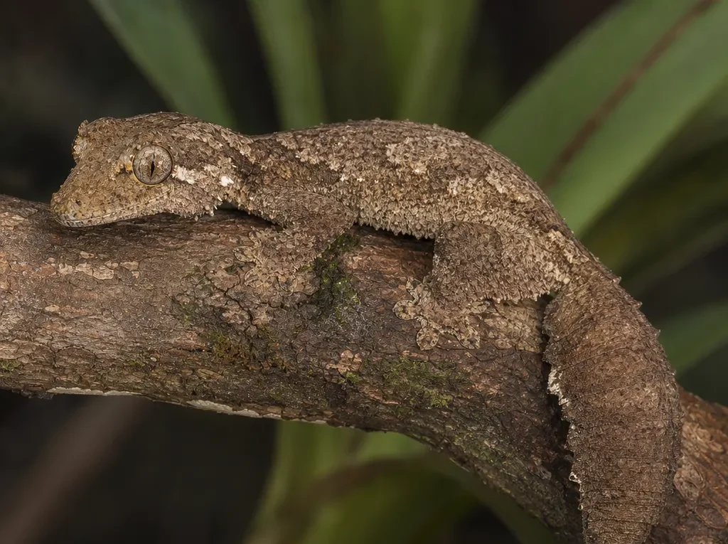 Gekon gruboogonowy – Uroplatus sikorae