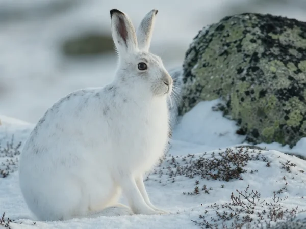 Zając bielak – Lepus timidus