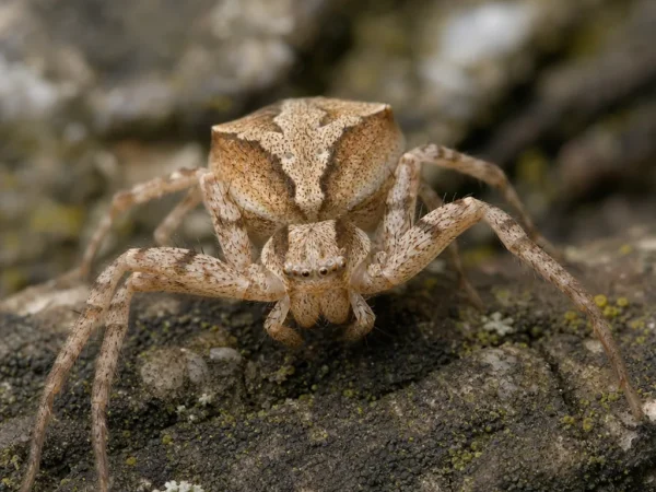 Bokochód grzebieniasty - Xysticus cristatus - pająk
