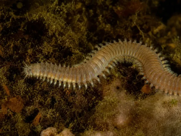 Syllis armillaris - Syllis armillaris - wieloszczet