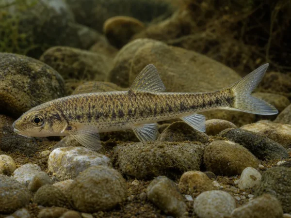 Romanogobio albipinnatus