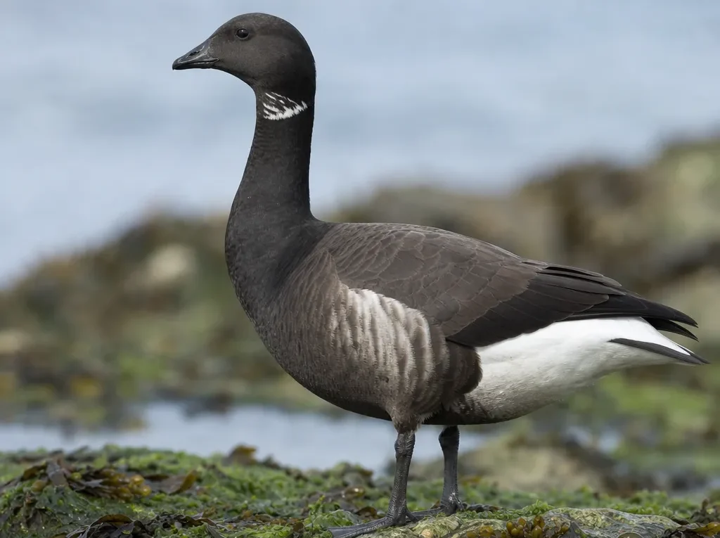 Brentka czarnobrzucha – Branta bernicla nigricans