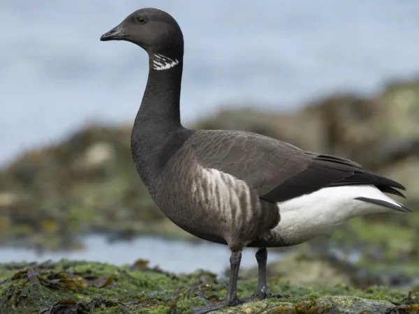 Brentka czarnobrzucha – Branta bernicla nigricans