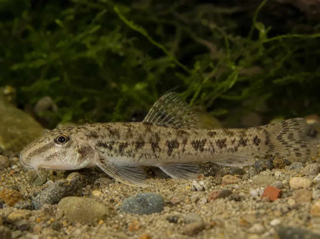 Romanogobio uranoscopus