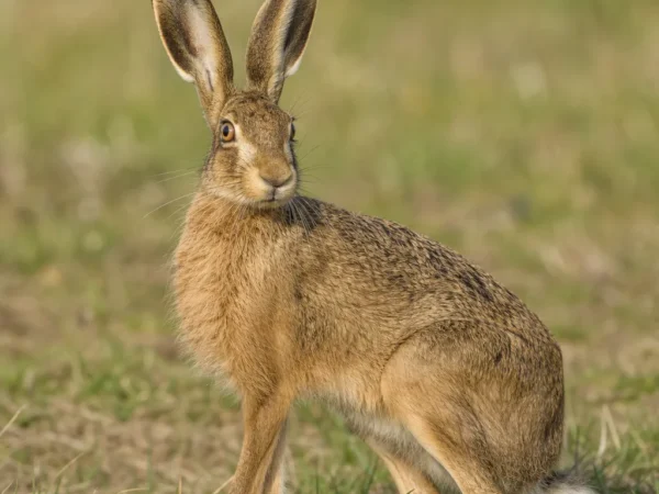 Zając szarak – Lepus europaeus