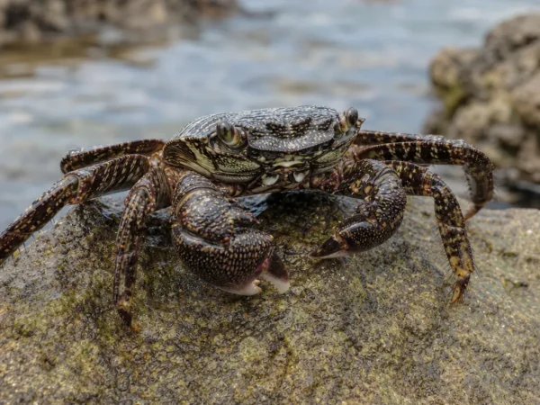 Krab skalny pasiasty - Pachygrapsus crassipes - krab