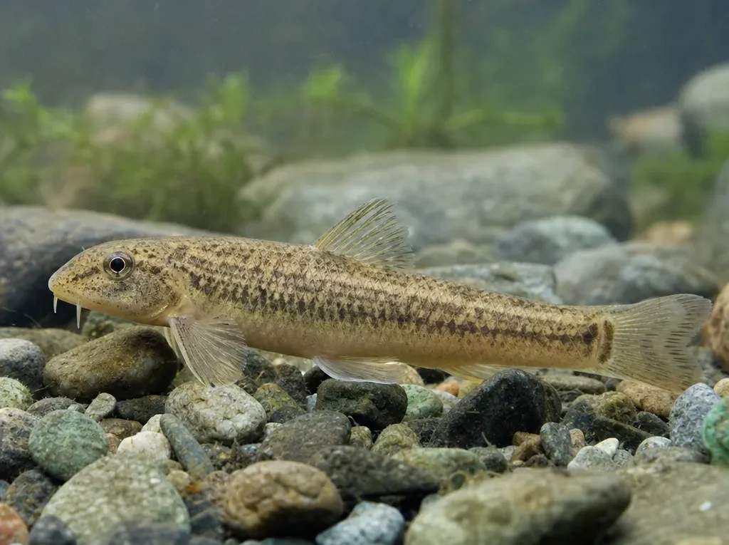 Romanogobio kesslerii