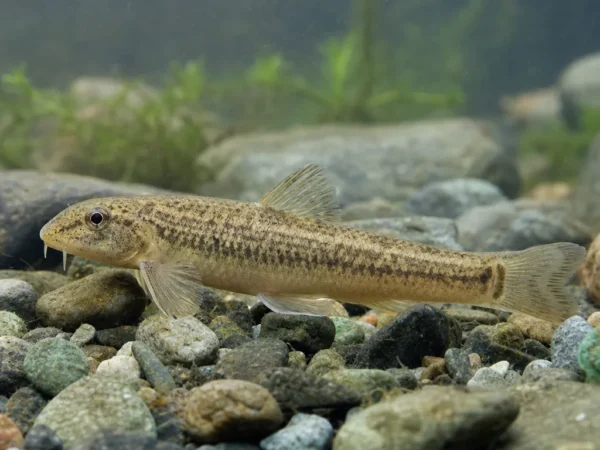 Romanogobio kesslerii