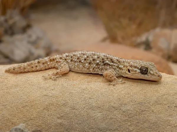 Gekon węgierski – Mediodactylus kotschyi