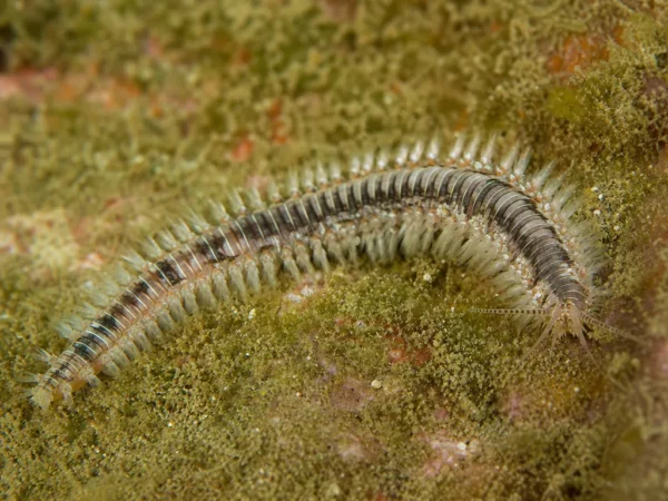Trypanosyllis zebra - Trypanosyllis zebra - wieloszczet