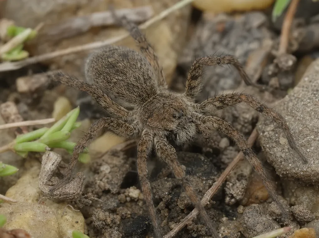 Bokochód włochaty - Heriaeus hirtus - pająk