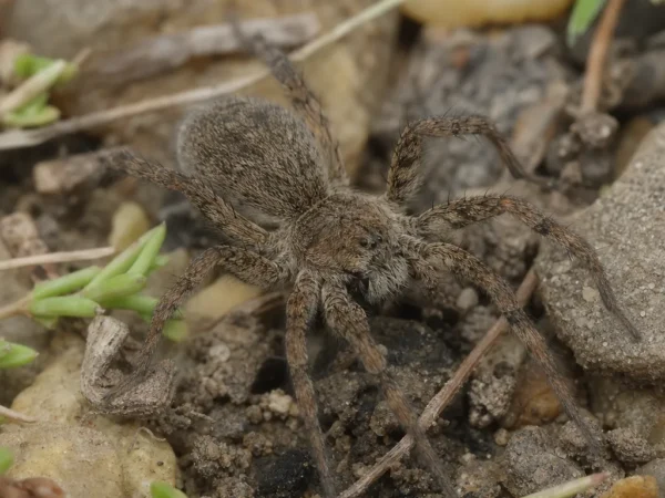Bokochód włochaty - Heriaeus hirtus - pająk
