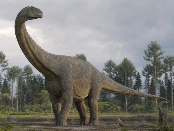 Camarasaurus