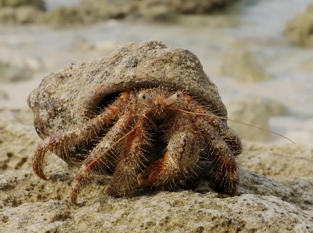 Krab pustelnik włochaty - Dardanus megistos - krab pustelnik