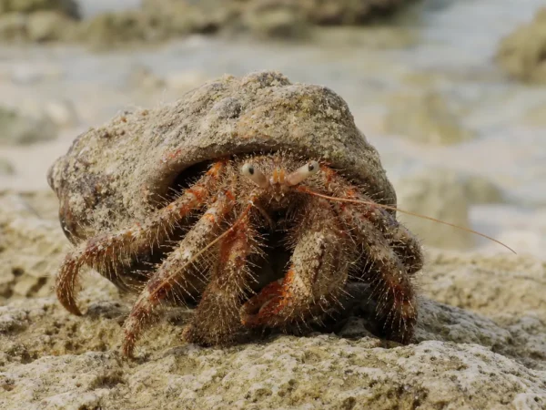 Krab pustelnik włochaty - Dardanus megistos - krab pustelnik