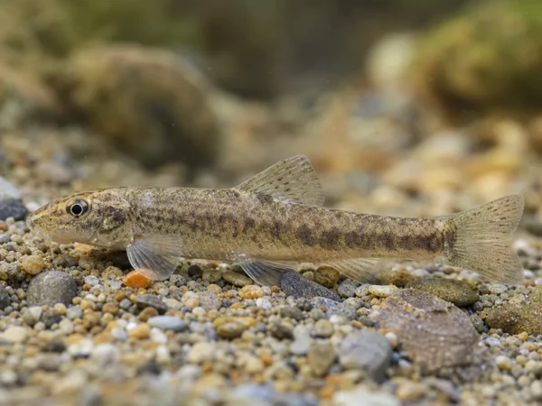 Romanogobio parvus