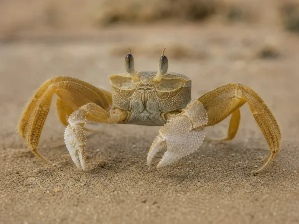 Krab pustynny – Ocypode saratan