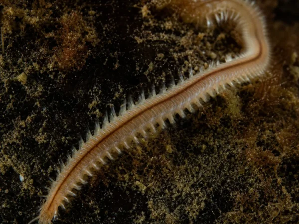 Exogone verugera - Exogone verugera - wieloszczet