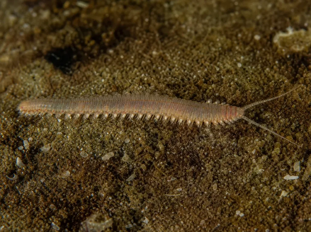 Leodice antennata - Leodice antennata - wieloszczet