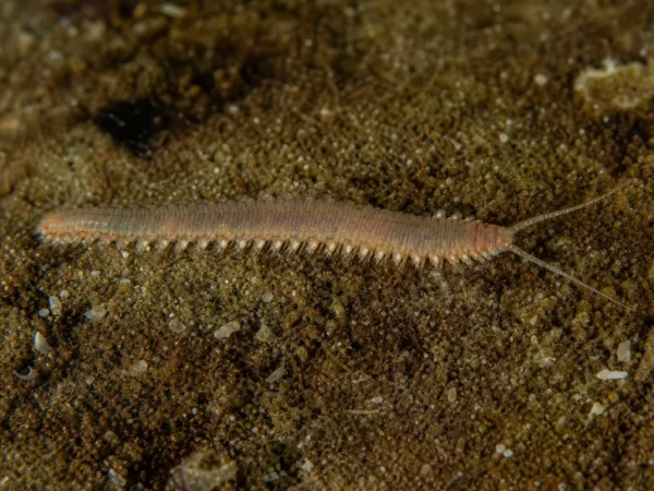 Leodice antennata - Leodice antennata - wieloszczet