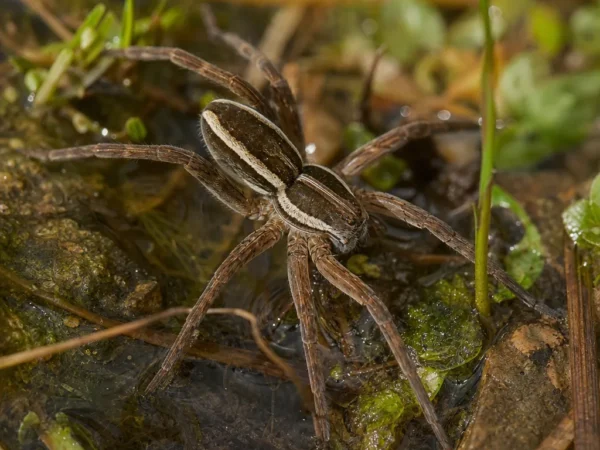 Bagnik przybrzeżny - Dolomedes fimbriatus - pająk