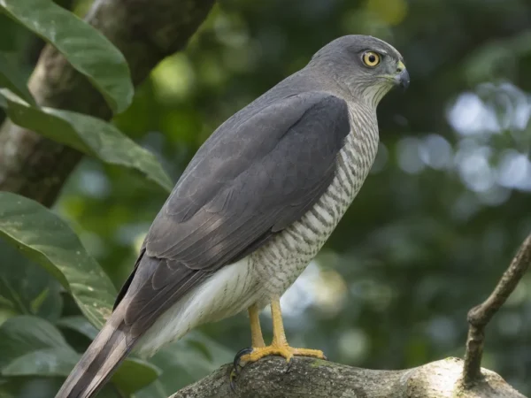 Białostrząb – Accipiter tachiro