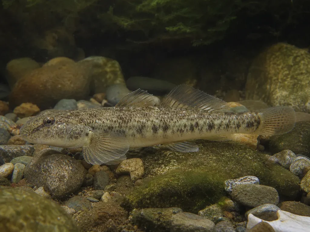 Gobio albipinnatus